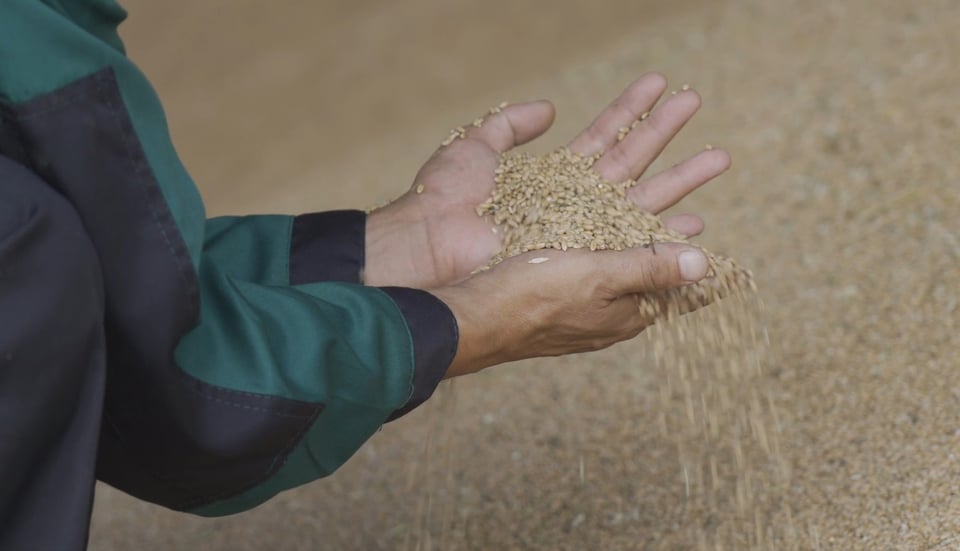 Пшеница - Подготовка семян